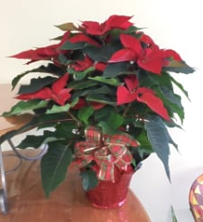 Poinsettia plant